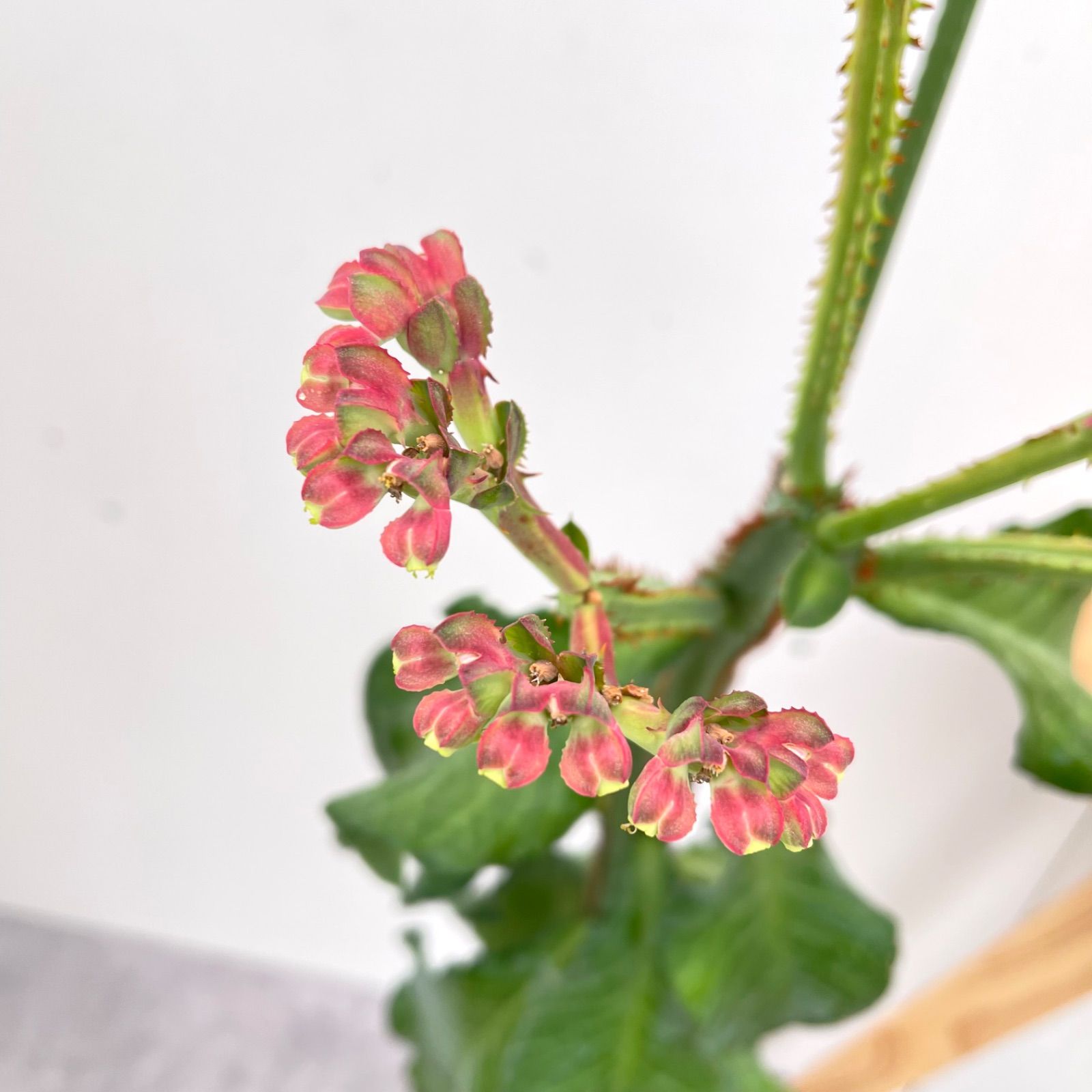 モナデニウム マグニフィカム 挿し木 4【現品】☆希少☆ 観葉植物 塊根