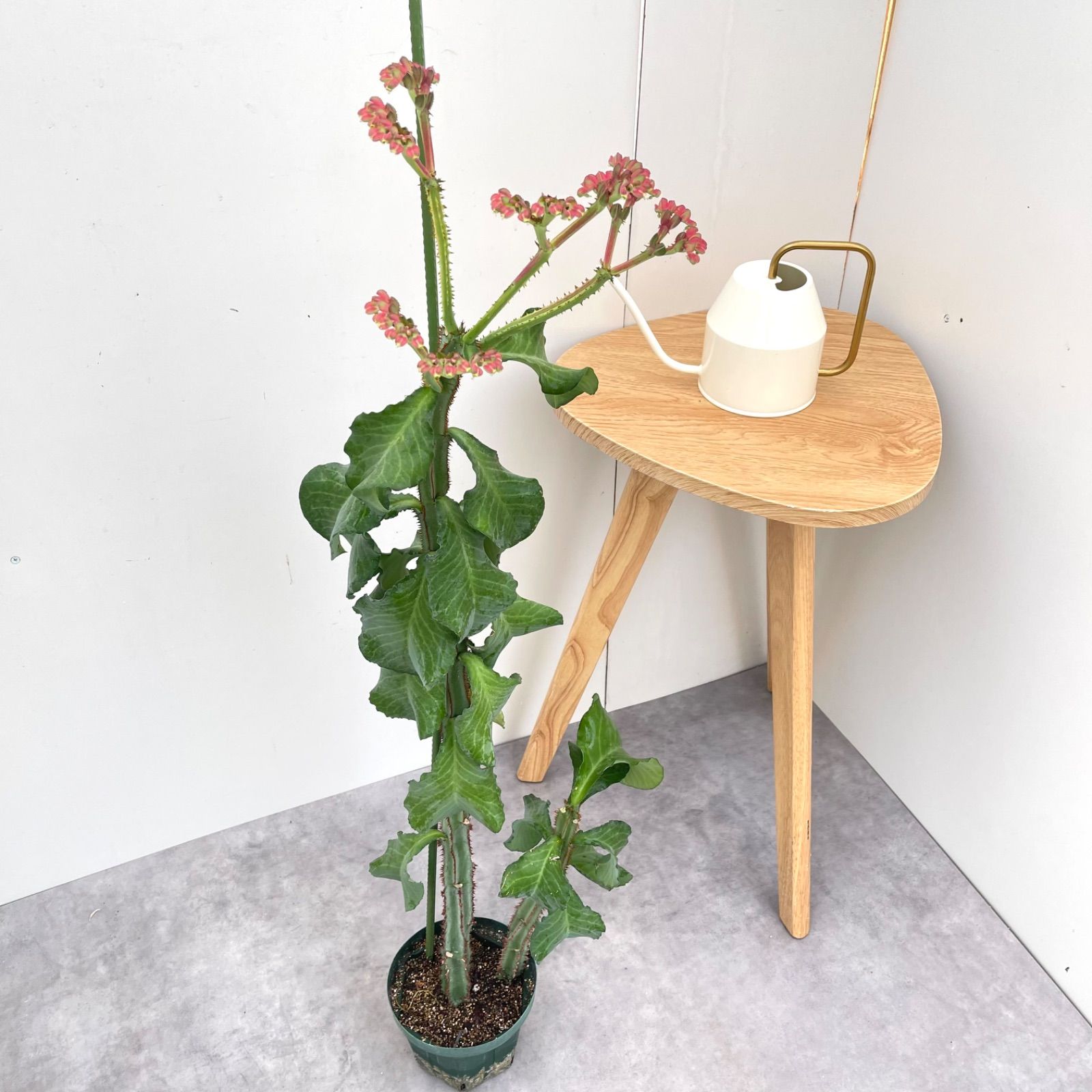 モナデニウム マグニフィカム 挿し木 4【現品】☆希少☆ 観葉植物 塊根