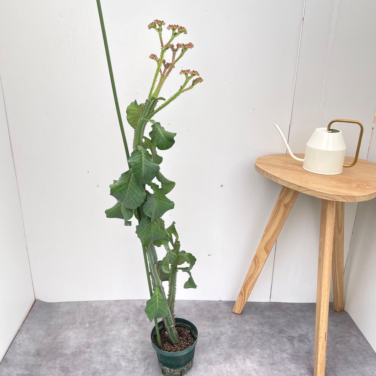 モナデニウム マグニフィカム 挿し木 4【現品】☆希少☆ 観葉植物 塊根