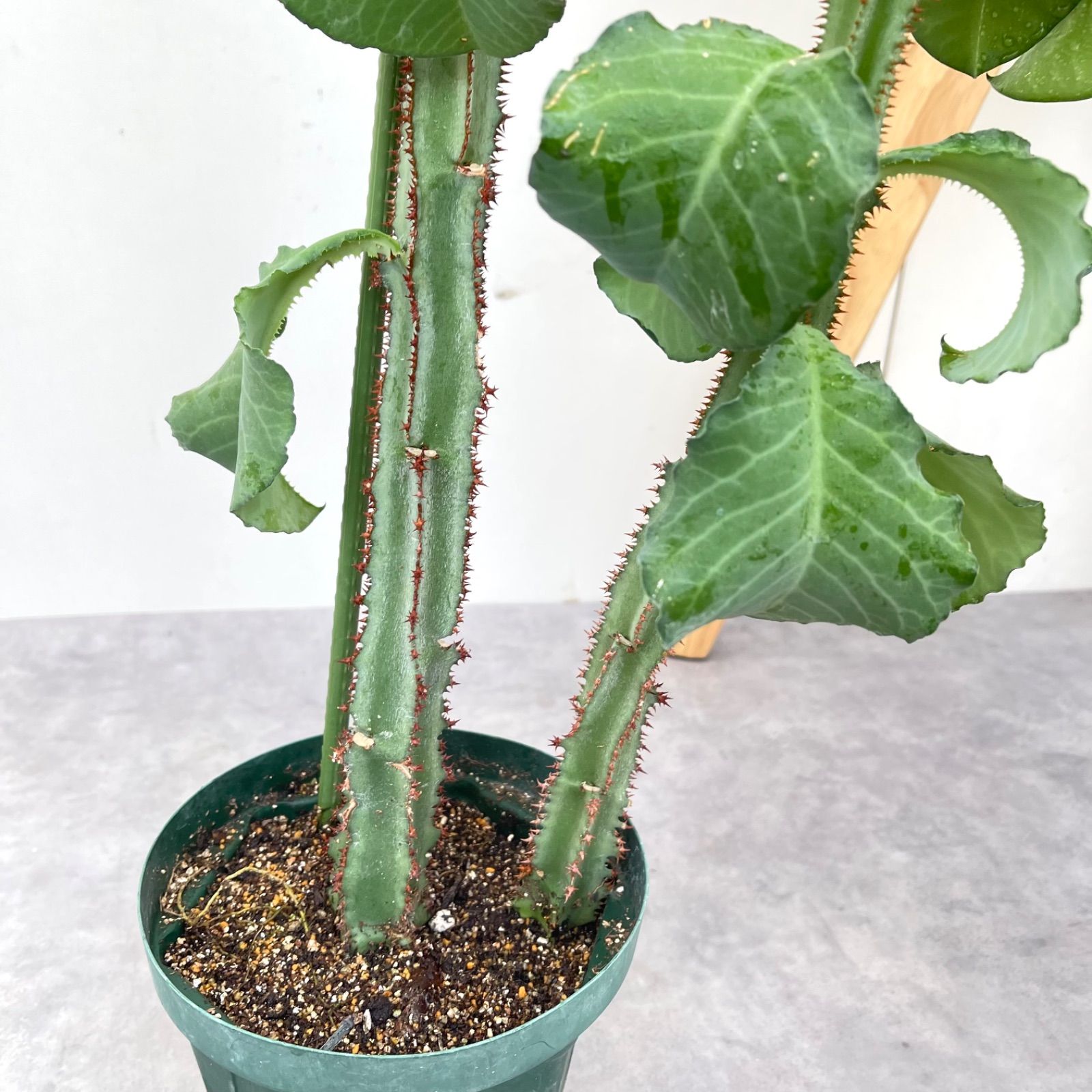 モナデニウム マグニフィカム 挿し木 4【現品】☆希少☆ 観葉植物 塊根