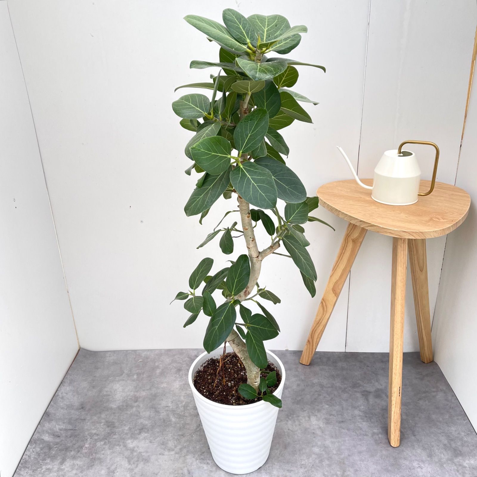 フィカス ベンガレンシス 曲がり 15【現品】観葉植物 大型 室内 - メルカリ