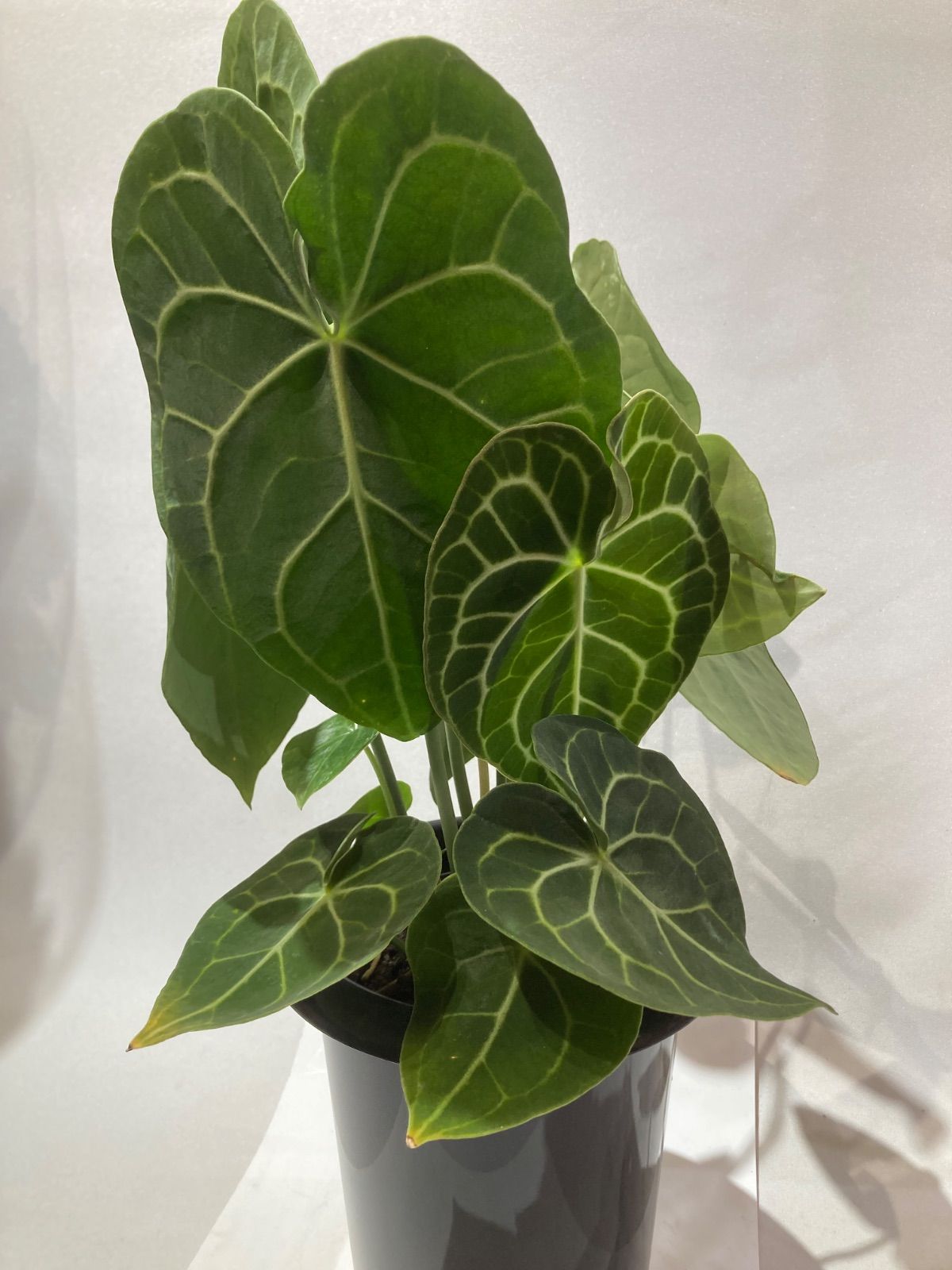 アンスリウム ・クラリネルビウム 5号鉢 大株 - メルカリ