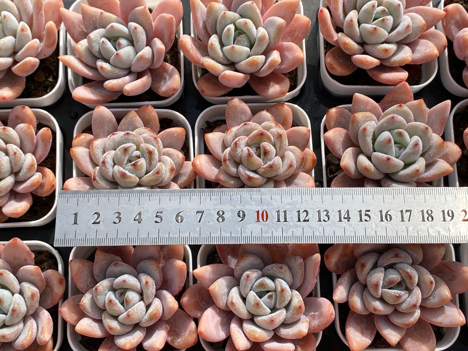 新入荷 ホシユキ Z2986×32苗 土鉢付き 多肉植物 アエオニウム