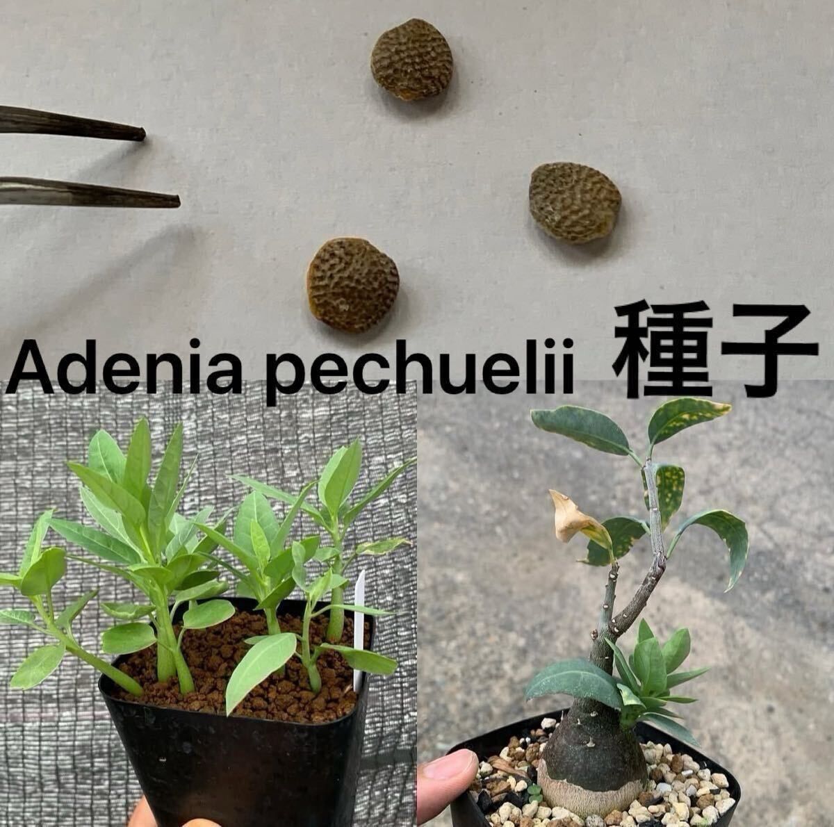 アデニアペチュエリー　種子　5個 Adenia pechuelii アデニア ペチュエリー 種子5粒（多肉植物 観葉植物
