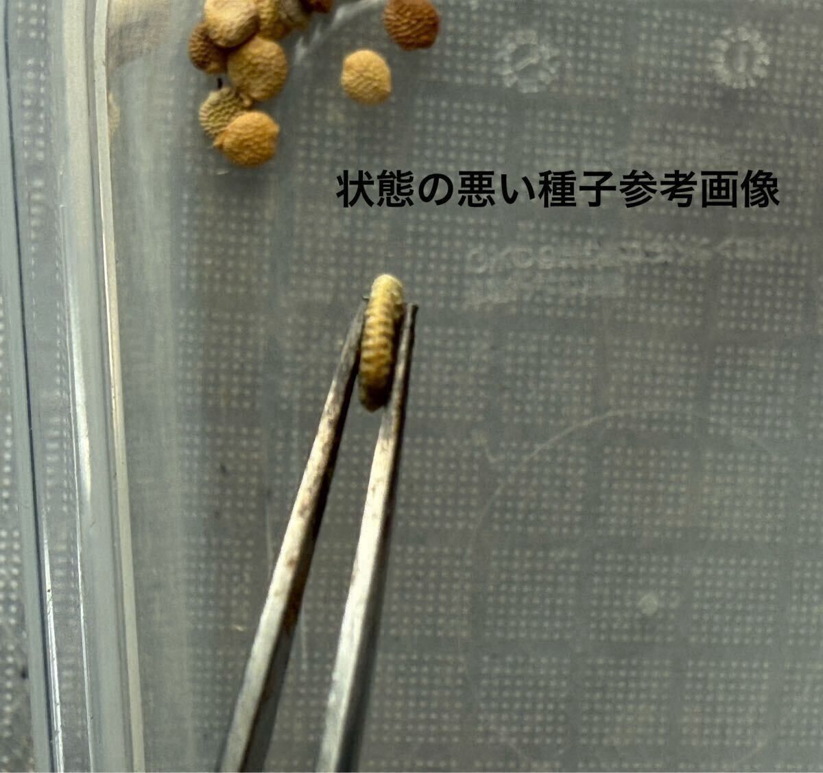 Adenia pechuelii アデニア ペチュエリー 種子10粒（多肉植物 観葉植物