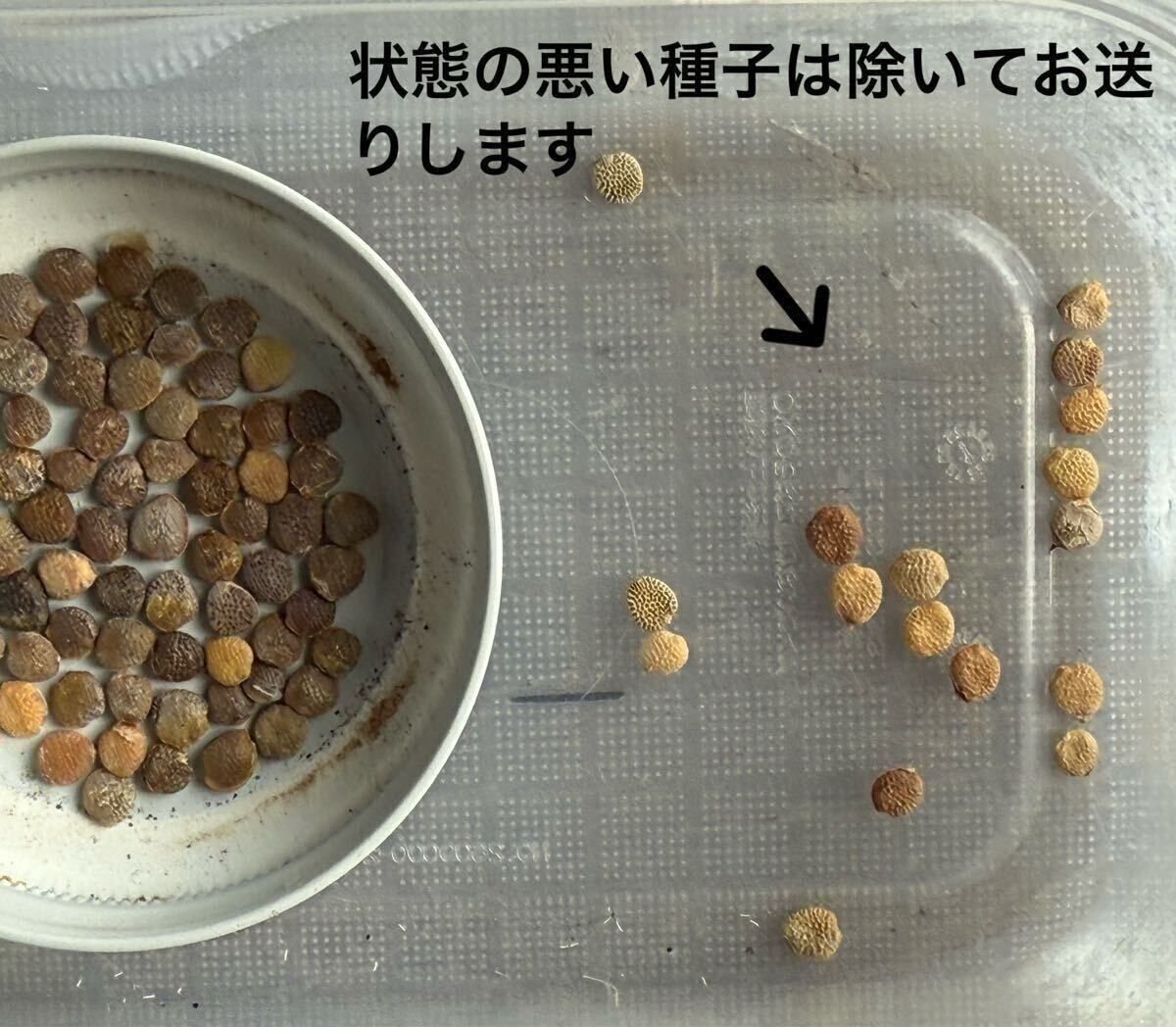 Adenia pechuelii アデニア ペチュエリー 種子10粒（多肉植物 観葉植物