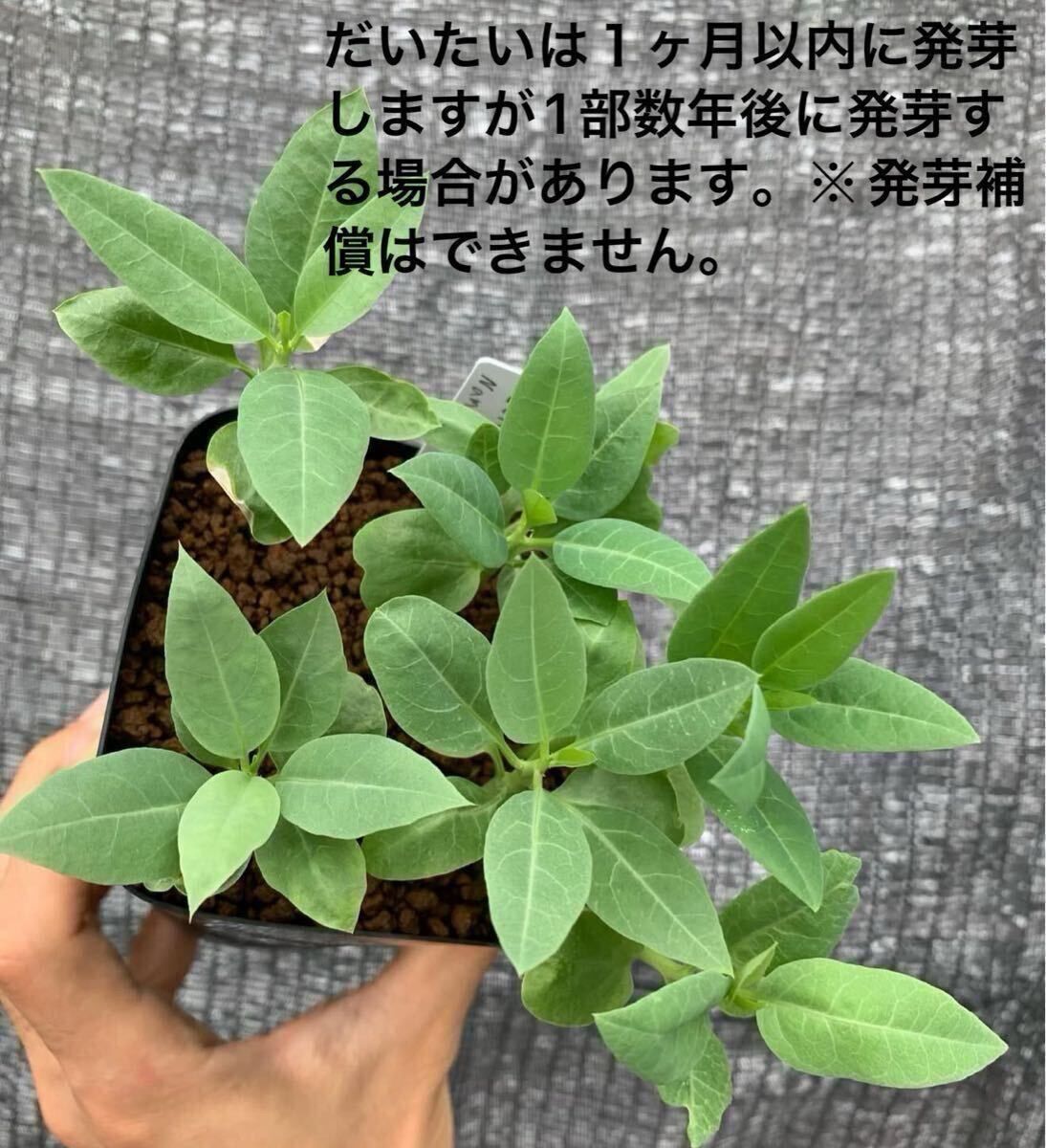 Adenia pechuelii アデニア ペチュエリー 種子5粒（多肉植物 観葉植物