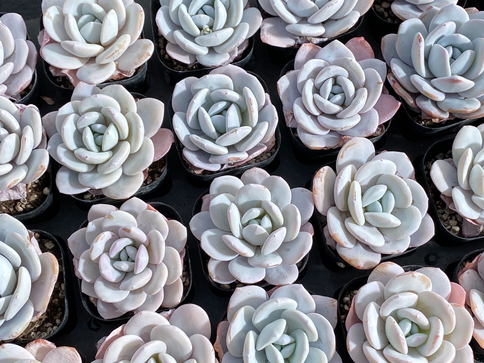 新入荷 ユキレン Z3002×32苗 土鉢付き 多肉植物 アエオニウム