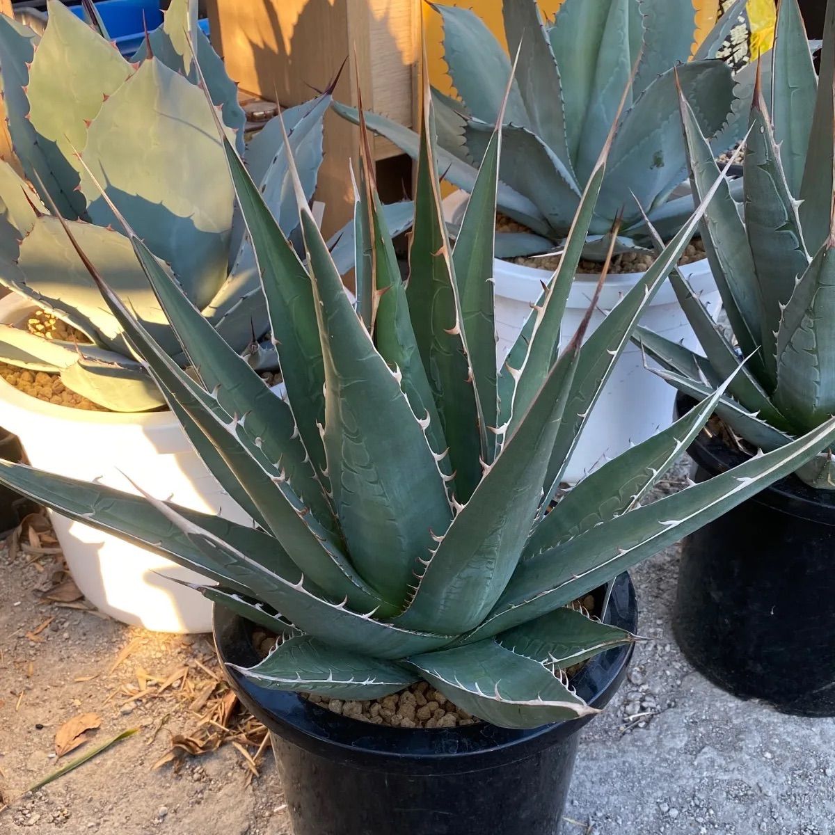アガベ パープソラム 8号 美株 強棘 - メルカリ