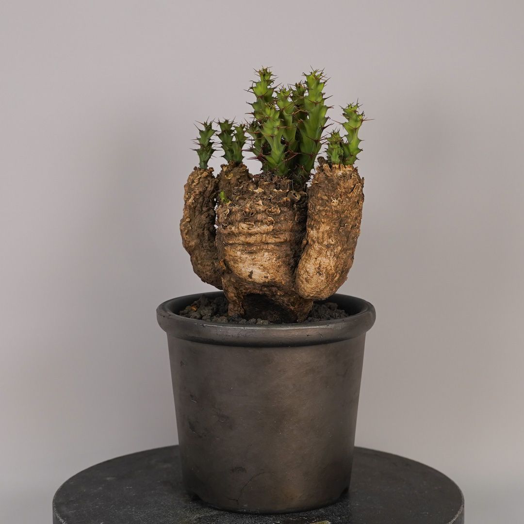 F1 ユーフォルビア クラビゲラ 発根済 現地株 - メルカリ