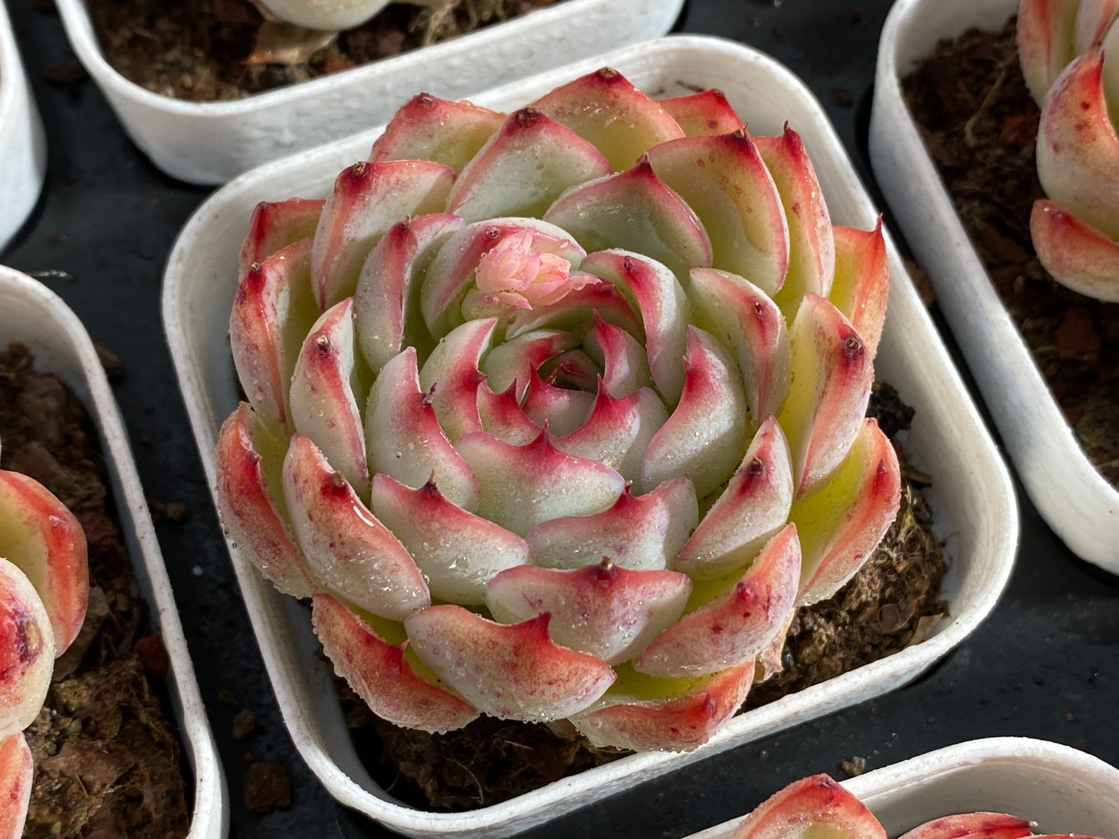 新入荷 ゴウコンヒメ Z3007×32苗 土鉢付き 多肉植物 アエオニウム