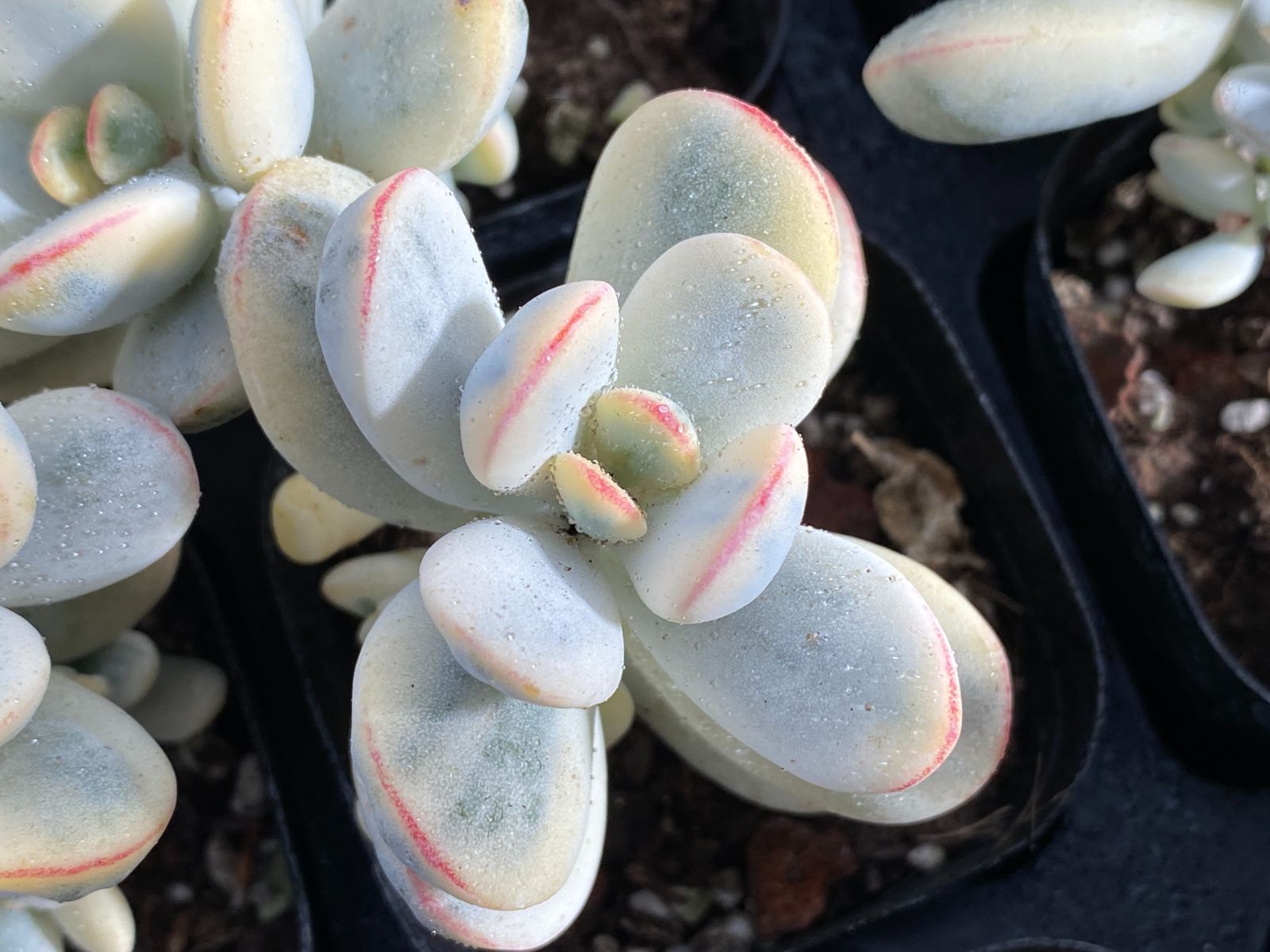 男*屋様 ルビー錦 S146×16苗 土鉢付き 多肉植物 エケベリア サボテン