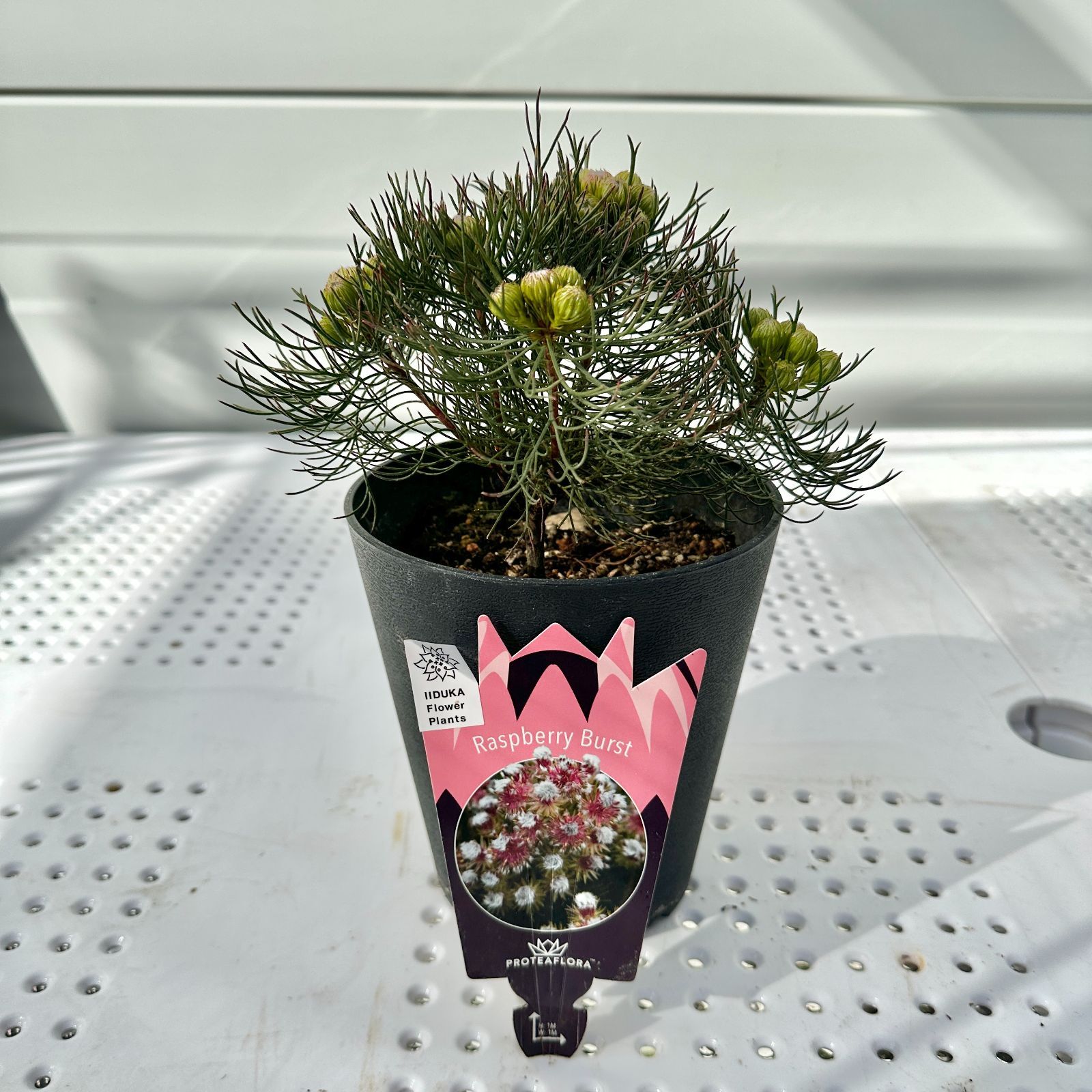 現品】④ セルリア ラズベリーバースト 5号 オージープランツ 開花前