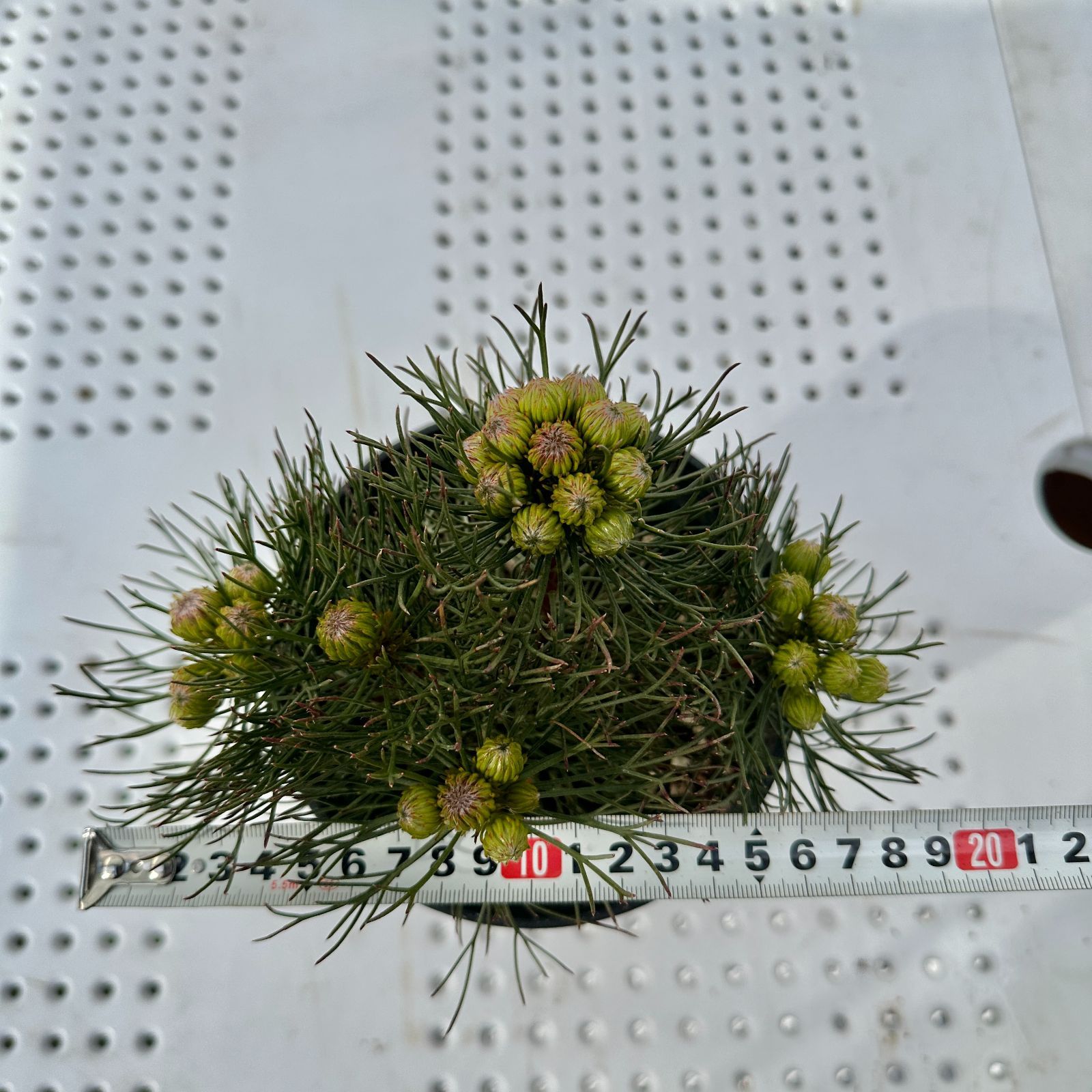 現品】④ セルリア ラズベリーバースト 5号 オージープランツ 開花前