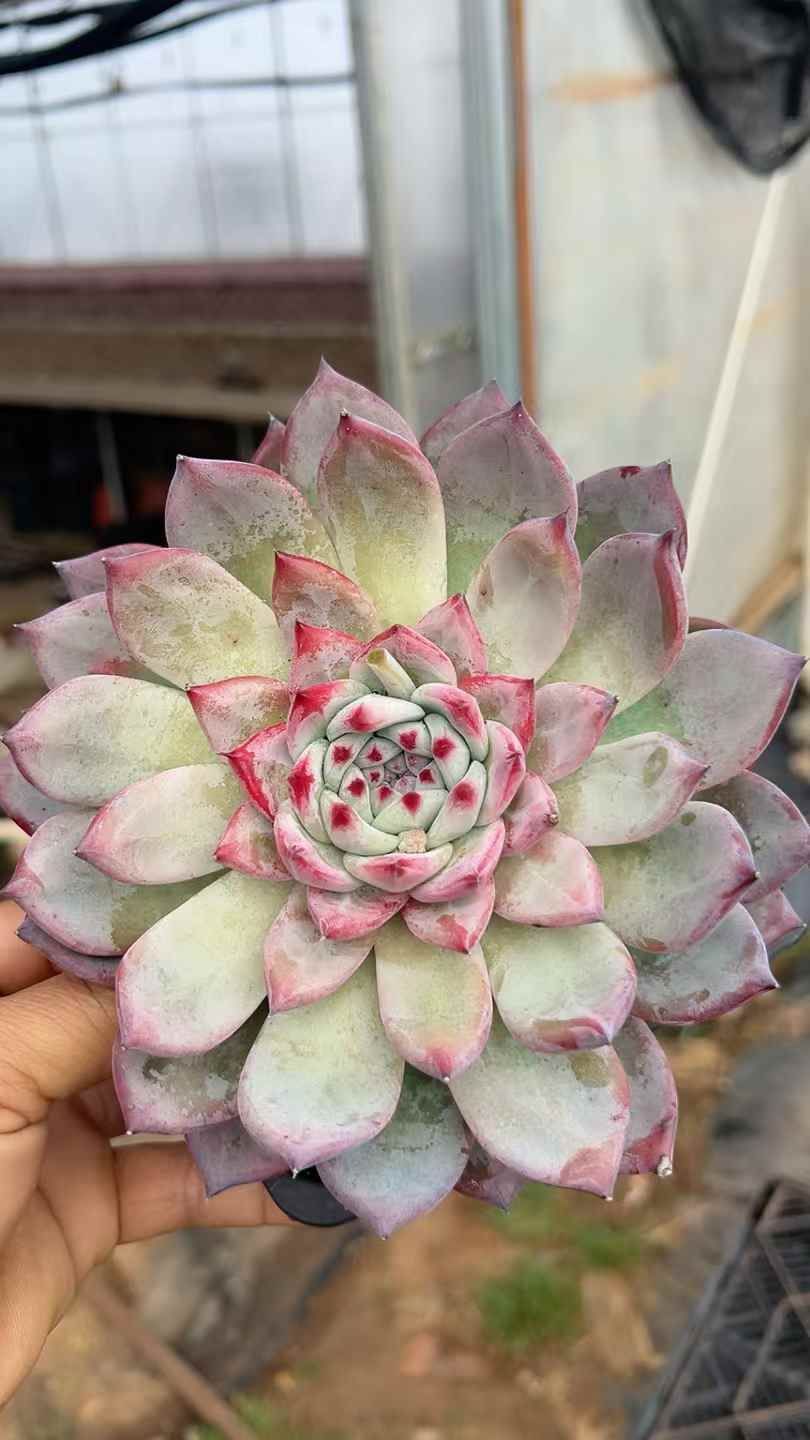 8株の抜き苗セット】ピンクカラ 多肉植物 佐川急便発送 エケベリア