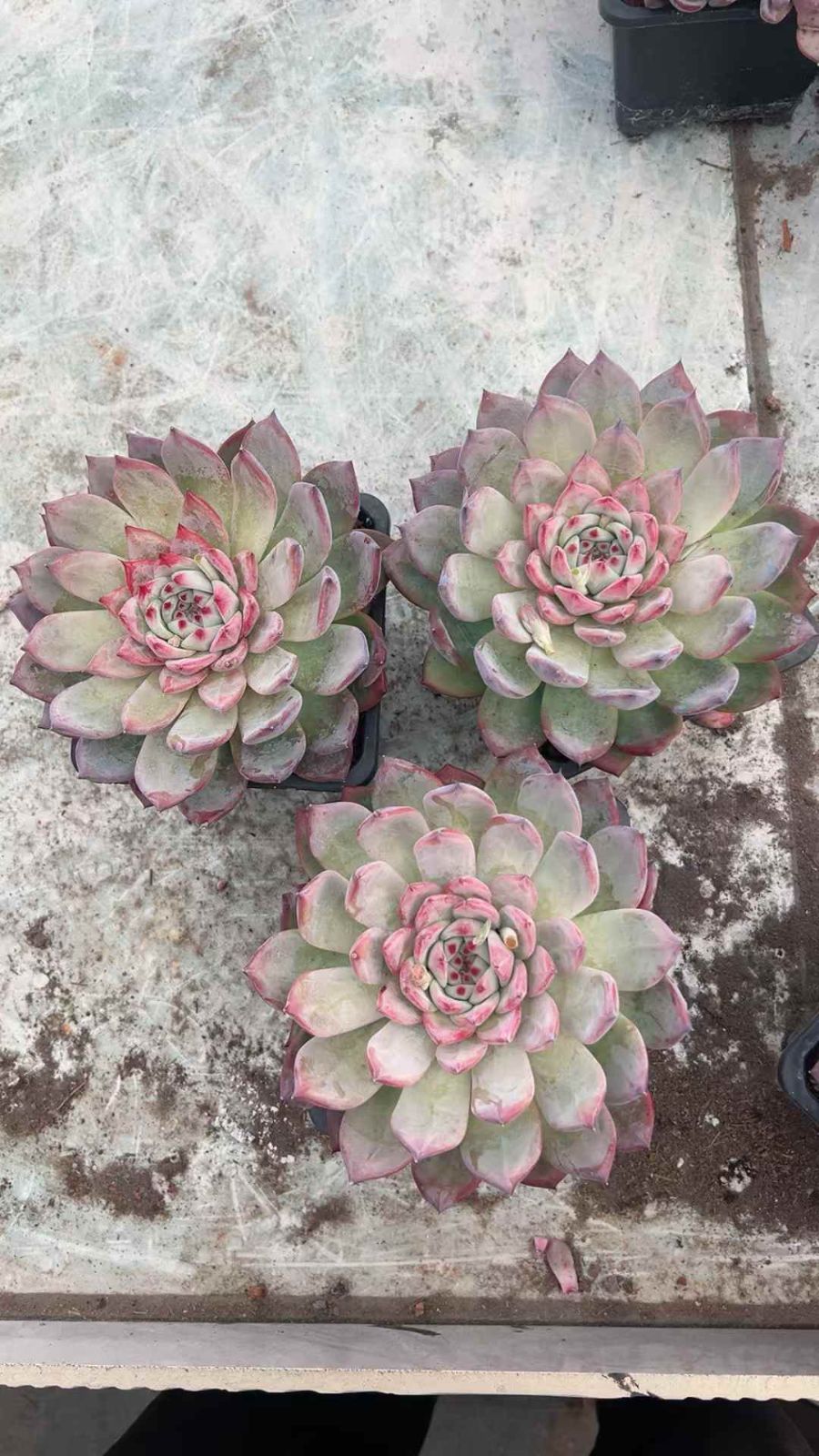 Team nicori4(I) 3苗セット メルカリ便 8株の抜き苗セット】ピンクカラ 多肉植物 佐川急便発送 エケベリア