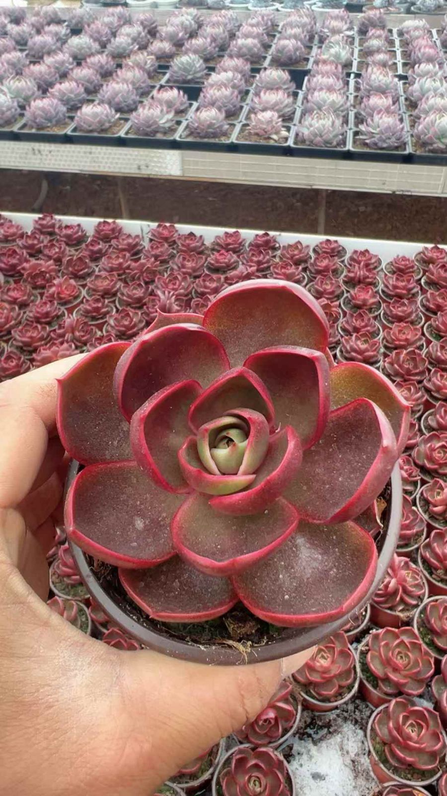 18株の抜き苗セット】レッドライト 多肉植物 佐川急便発送 エケベリア