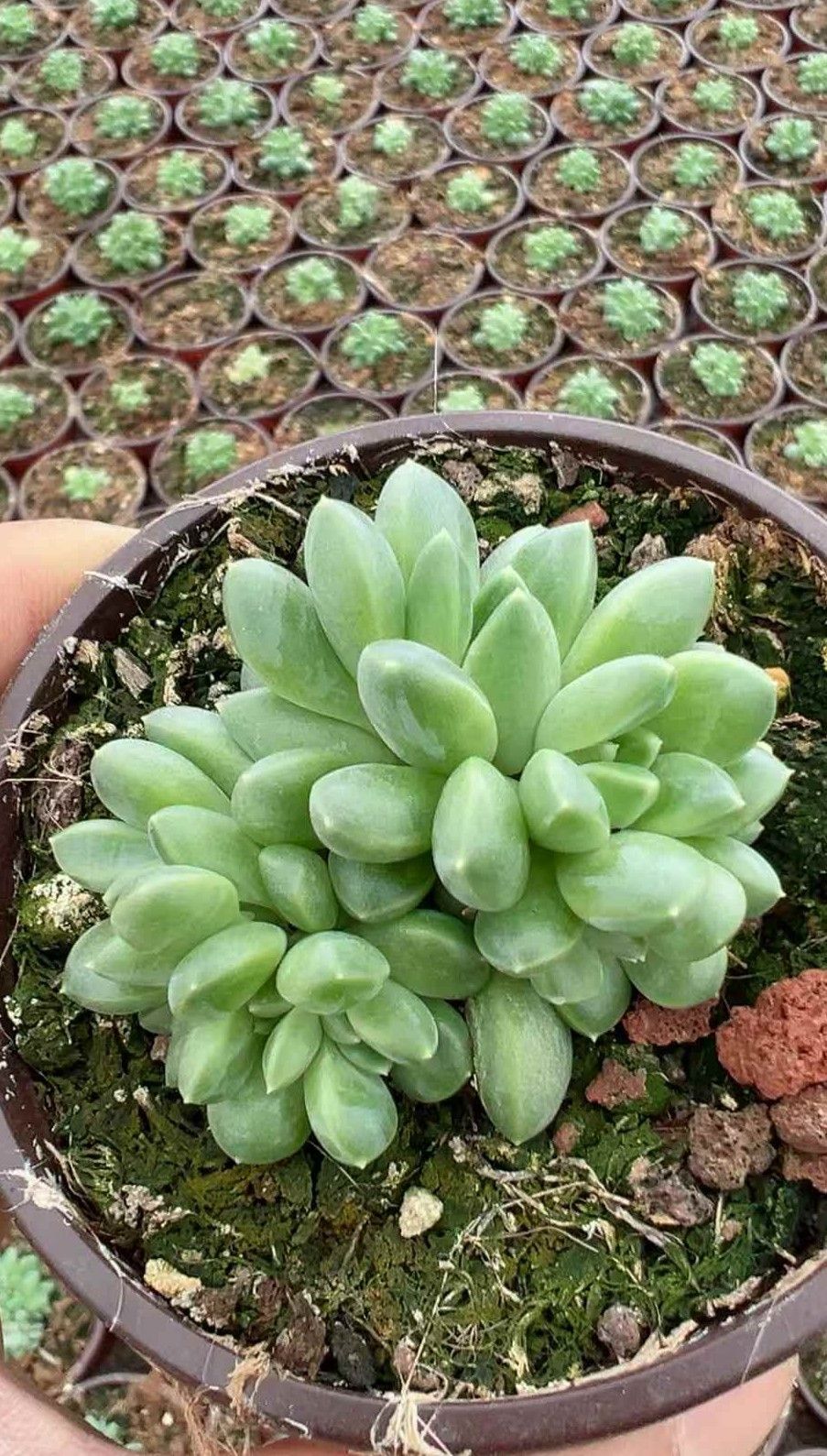 18株の抜き苗セット】グリーンストーン 多肉植物 佐川急便発送