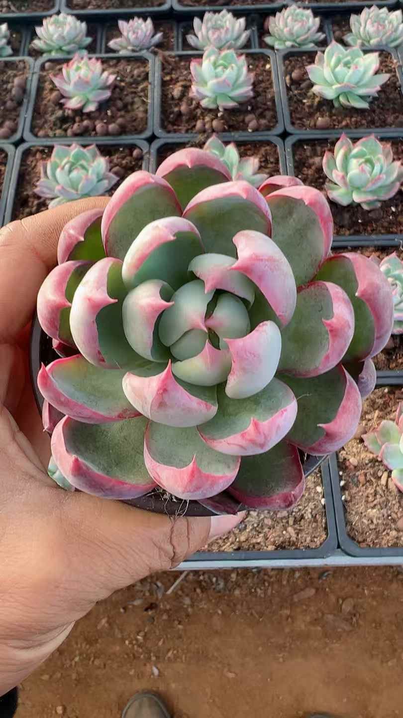 18株の抜き苗セット】カシオ 多肉植物 佐川急便発送 エケベリア 韓国苗