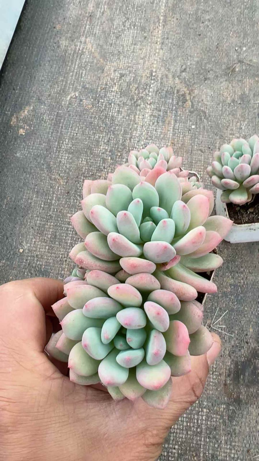 50株の抜き苗セット】キャンディーマメ 多肉植物 佐川急便発送