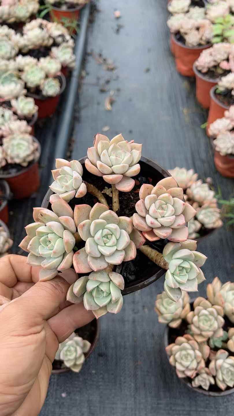 18株の抜き苗セット】ピンク美人 多肉植物 佐川急便発送 エケベリア