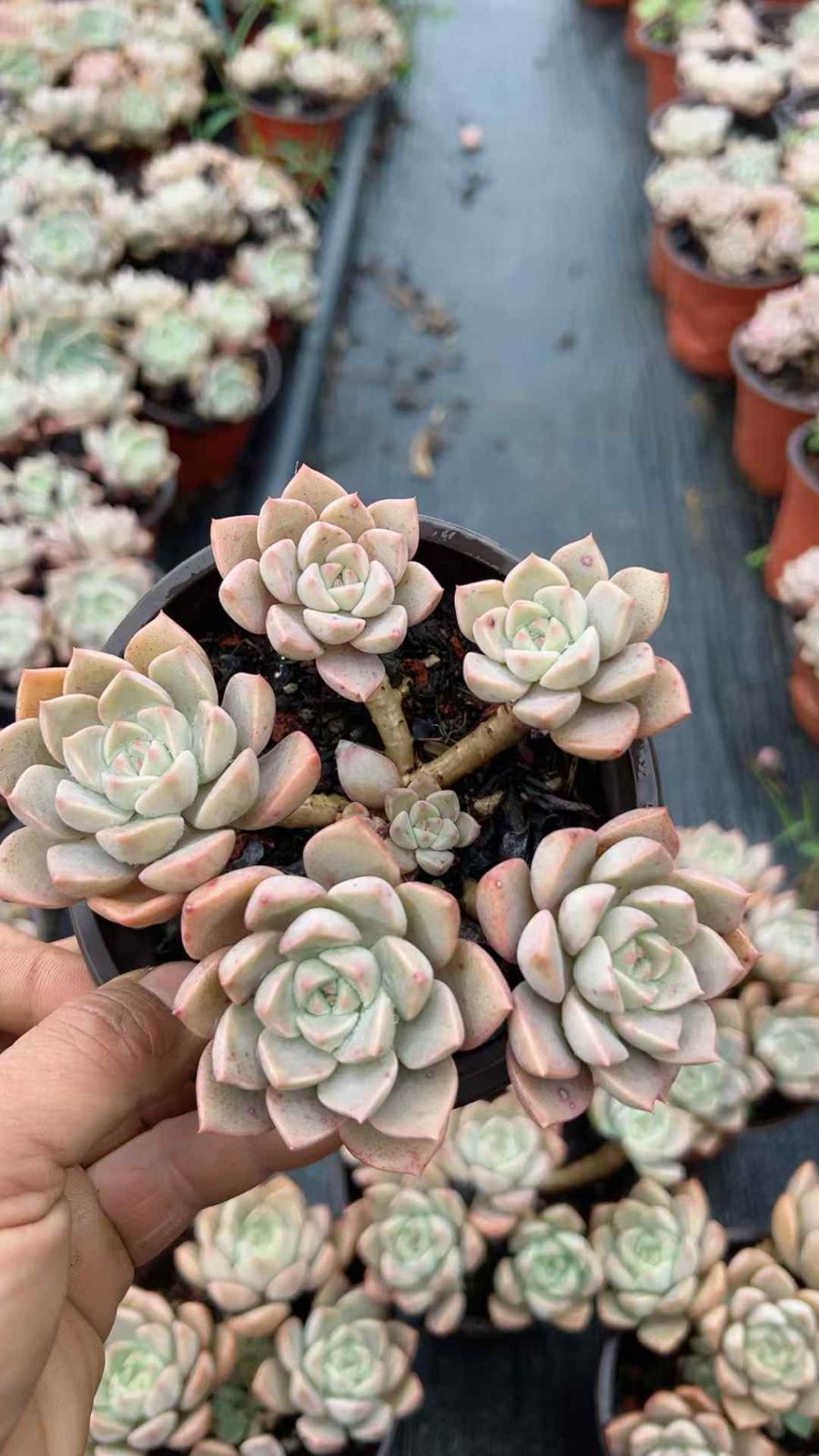 18株の抜き苗セット】ピンク美人 多肉植物 佐川急便発送 エケベリア