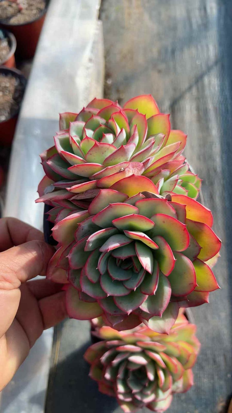 24株の抜き苗セット】ボタン・レッドエッジ2頭 多肉植物 佐川急便発送