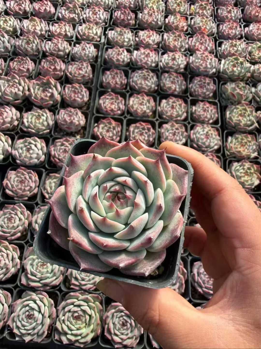 50株の抜き苗セット】チワワ 多肉植物 佐川急便発送 エケベリア 韓国苗