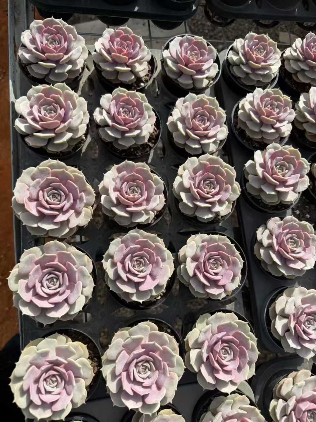 24株の抜き苗セット】ピンクバタフライ 多肉植物 佐川急便発送