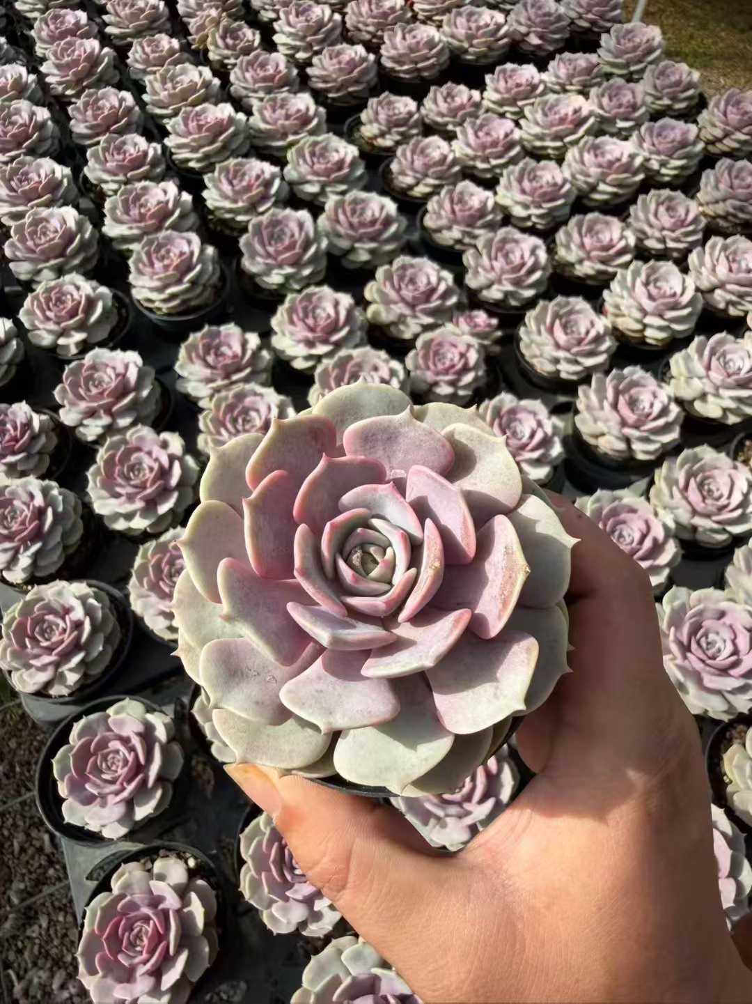 24株の抜き苗セット】ピンクバタフライ 多肉植物 佐川急便発送