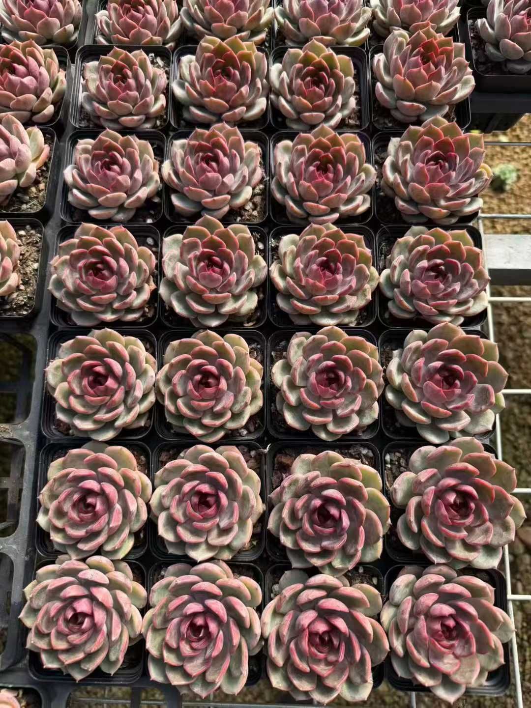 50株の抜き苗セット】ブルーベリー 多肉植物 佐川急便発送 エケベリア