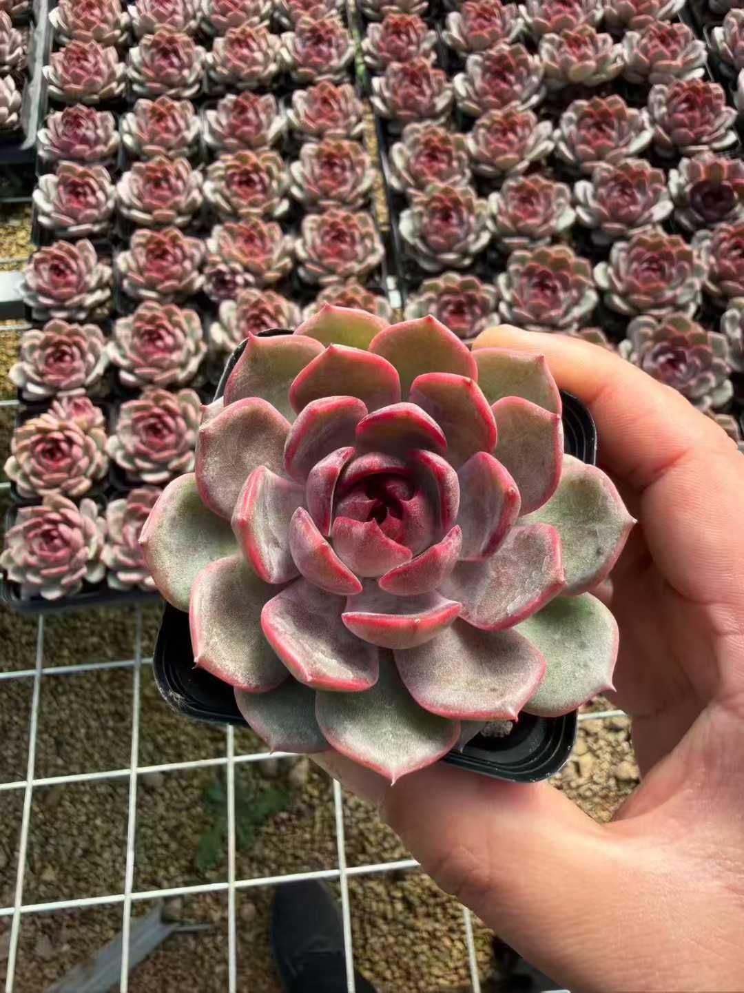 50株の抜き苗セット】ブルーベリー 多肉植物 佐川急便発送 エケベリア