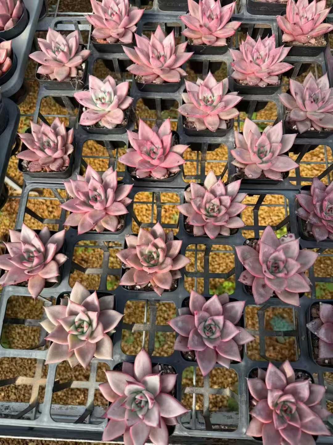 50株の抜き苗セット】ロメオ 多肉植物 佐川急便発送 エケベリア 韓国苗