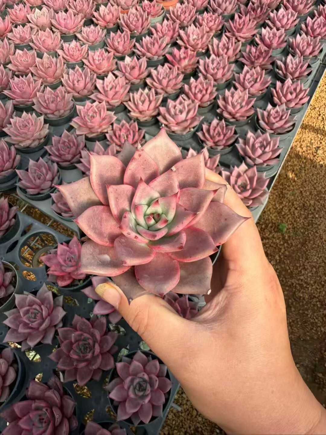 24株の抜き苗セット】ロメオ 多肉植物 佐川急便発送 エケベリア 韓国苗