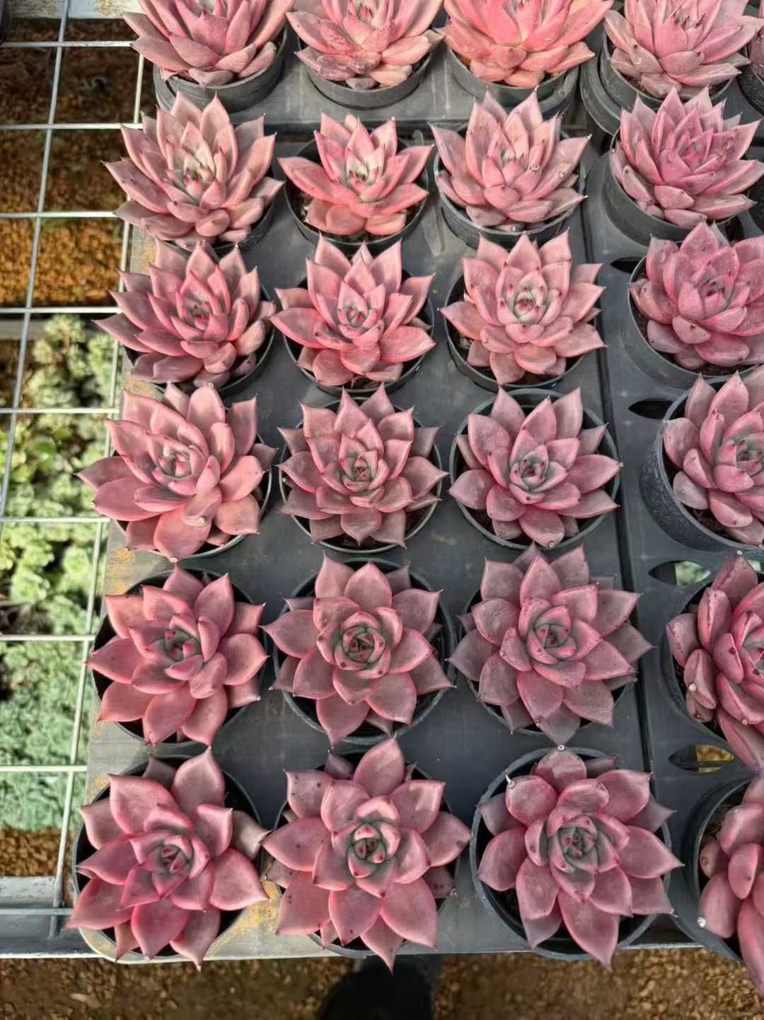 24株の抜き苗セット】ロメオ 多肉植物 佐川急便発送 エケベリア 韓国苗