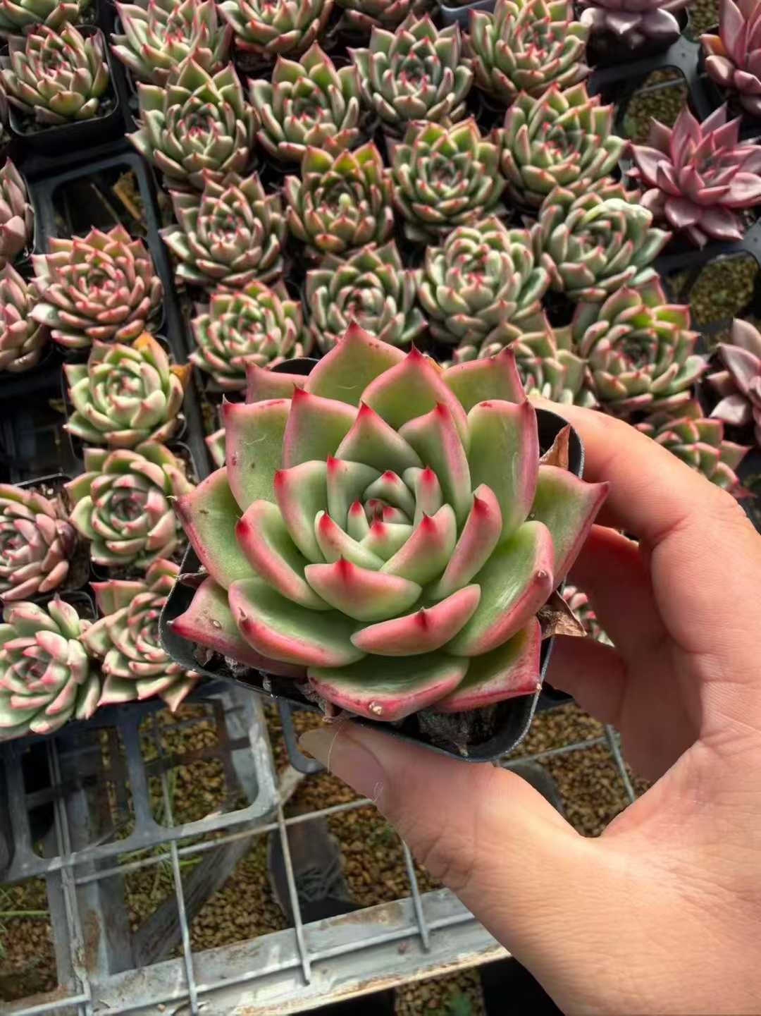 50株の抜き苗セット】ブルードラゴン 多肉植物 佐川急便発送