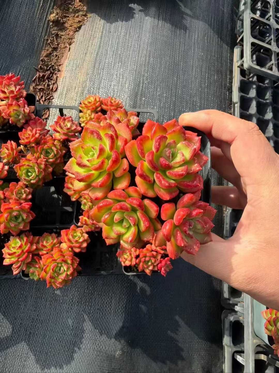 32株の抜き苗セット】レジティア 多肉植物 佐川急便発送 エケベリア