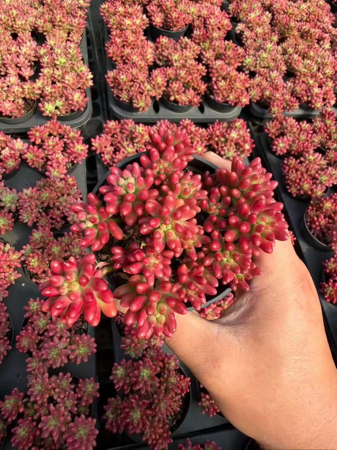 24株の抜き苗セット】虹の玉錦 多肉植物 佐川急便発送 エケベリア 韓国