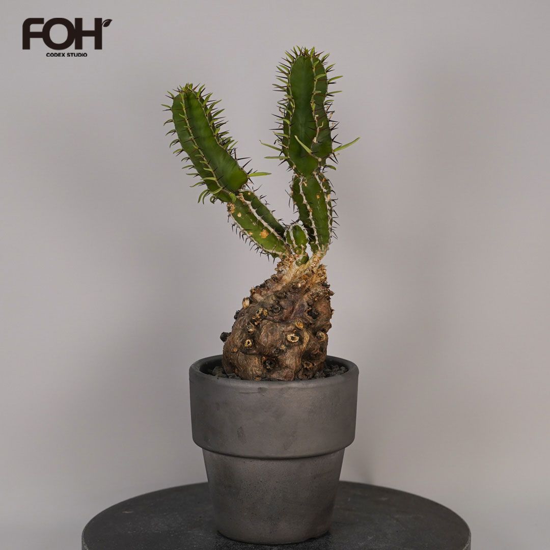 F11 ユーフォルビア ムランジーナ 発根済 現地株 - メルカリ