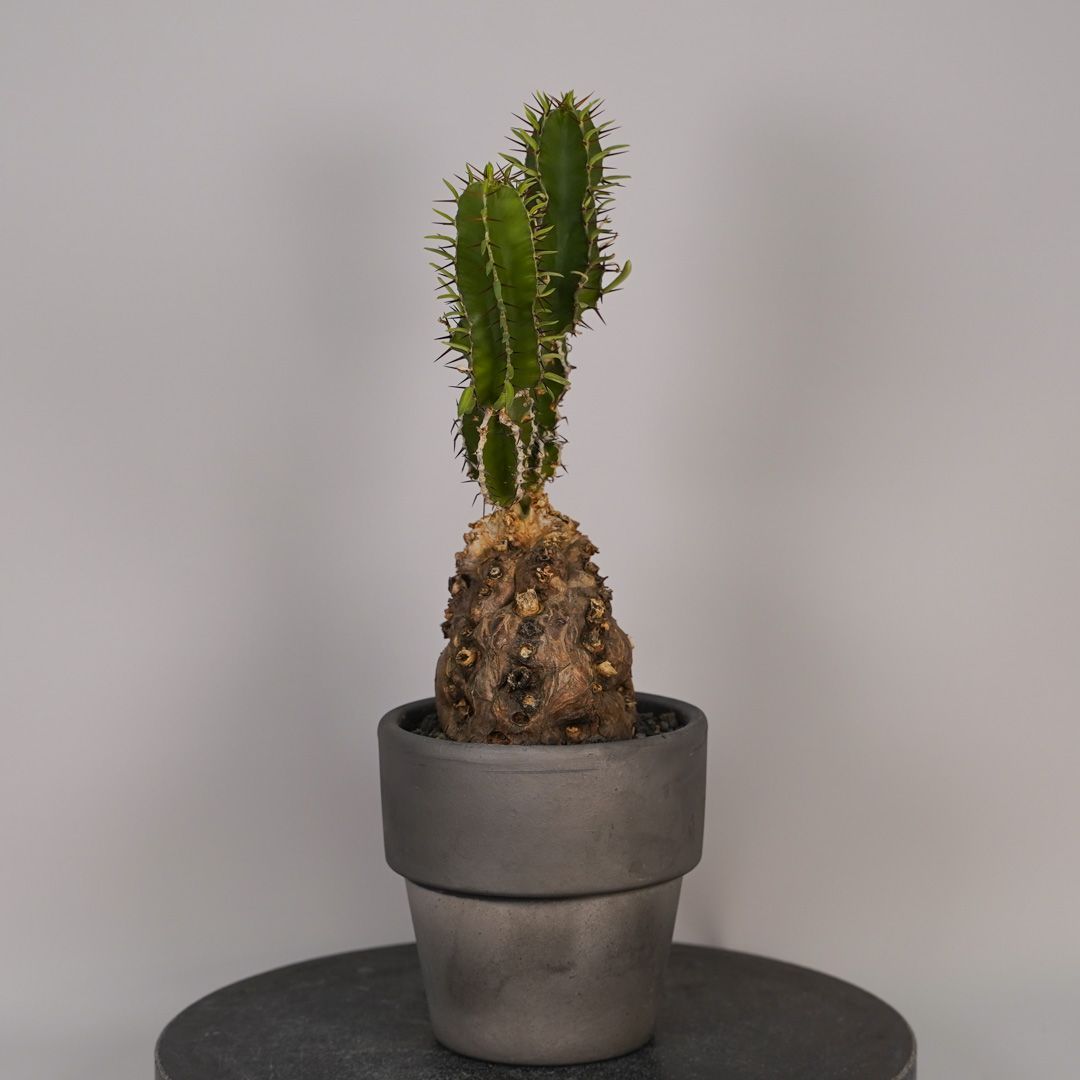 F11 ユーフォルビア ムランジーナ 発根済 現地株 - メルカリ