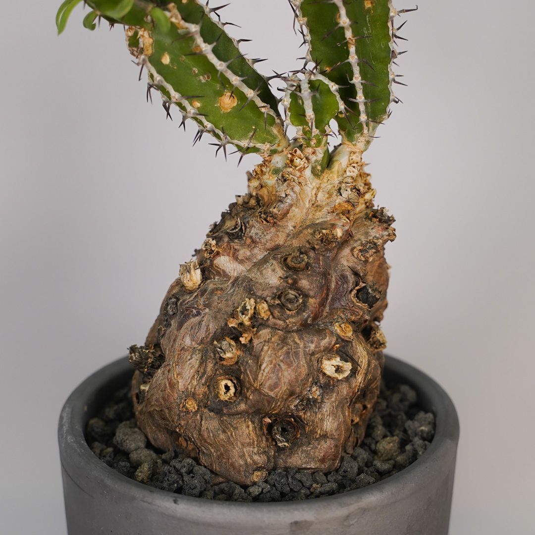 F11 ユーフォルビア ムランジーナ 発根済 現地株 - メルカリ