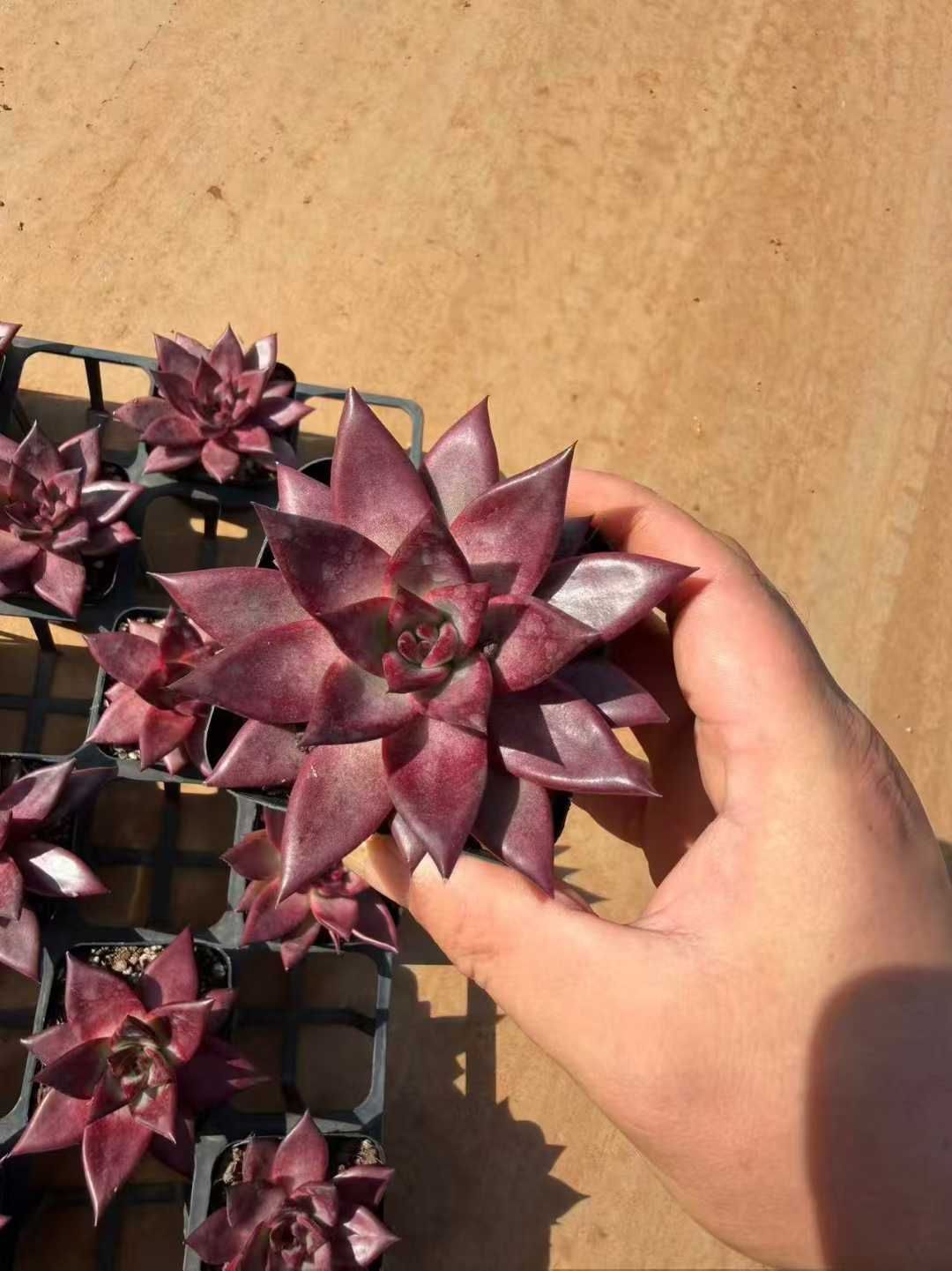 Team nicori1(F)3 熟株苗セット メルカリ便 Team nicori1(F)3 熟株苗