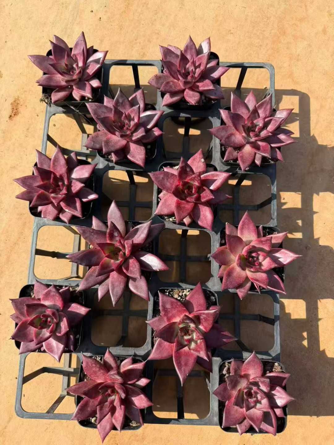 50株の抜き苗セット】ロビン 多肉植物 佐川急便発送 エケベリア 韓国苗