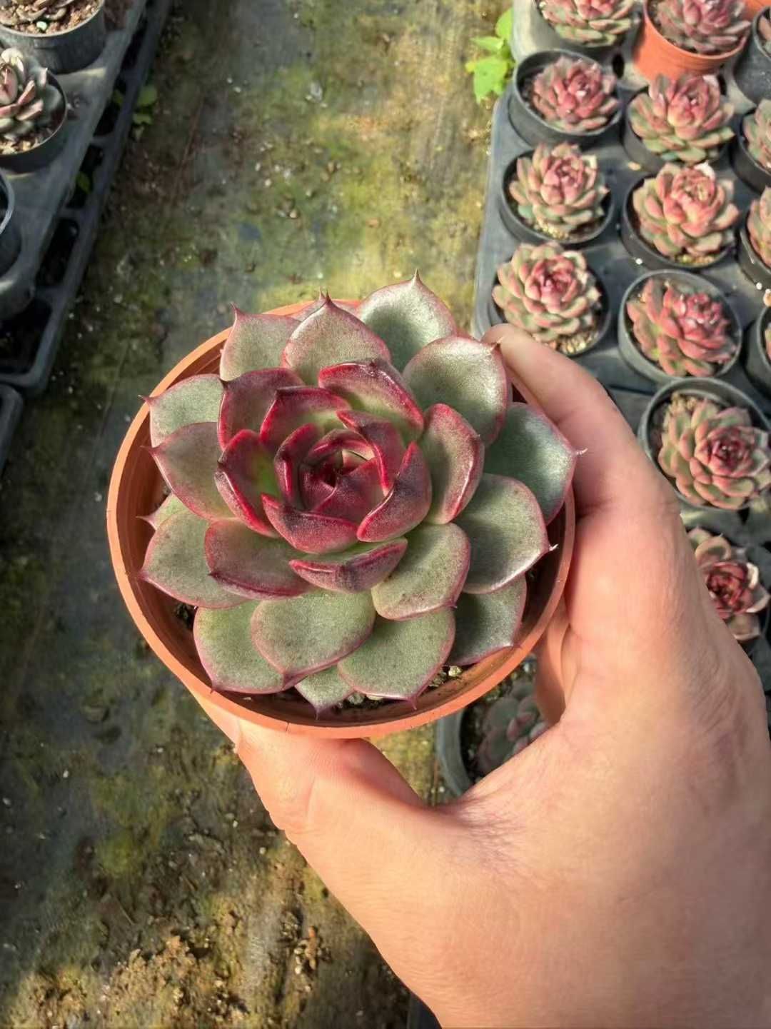 24株の抜き苗セット】レッドハートジェニー 多肉植物 佐川急便発送