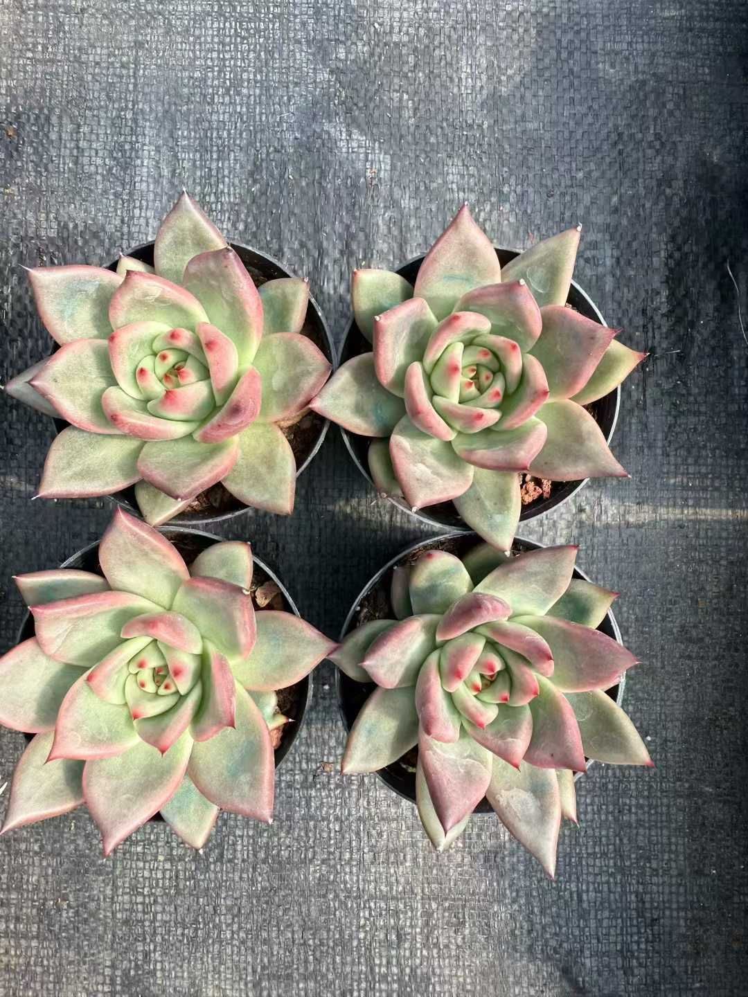 Team nicori2(G)3苗セット メルカリ便 24株の抜き苗セット】トスカネリー 多肉植物 佐川急便発送 エケベリア