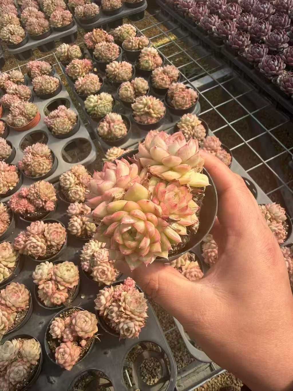 18株の抜き苗セット】レッドクィーン 多肉植物 佐川急便発送