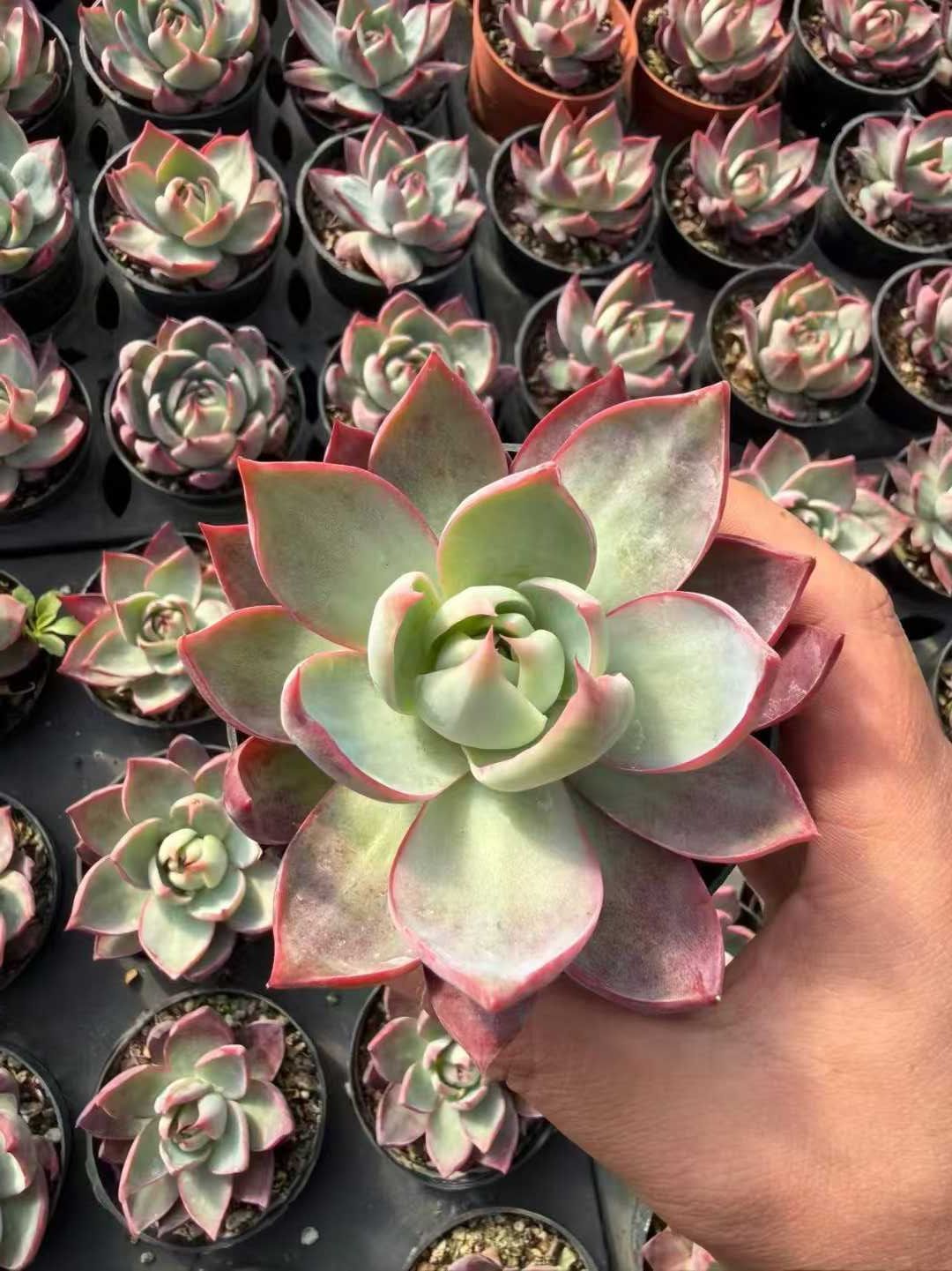 18株の抜き苗セット】カシオ 多肉植物 佐川急便発送 エケベリア 韓国苗