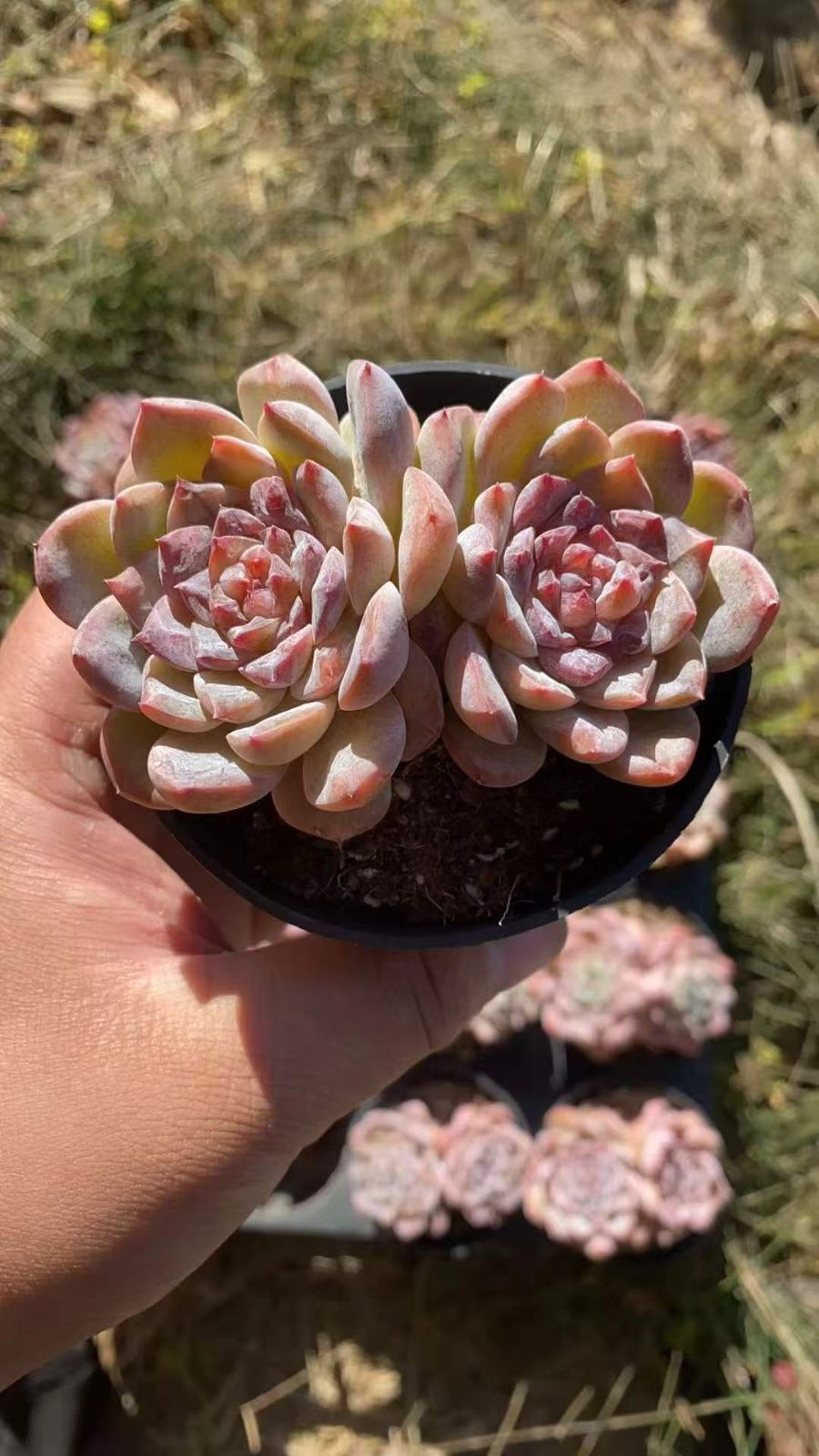 54株の抜き苗セット】アイスハート(2頭～3頭) 群生 多肉植物 佐川急便