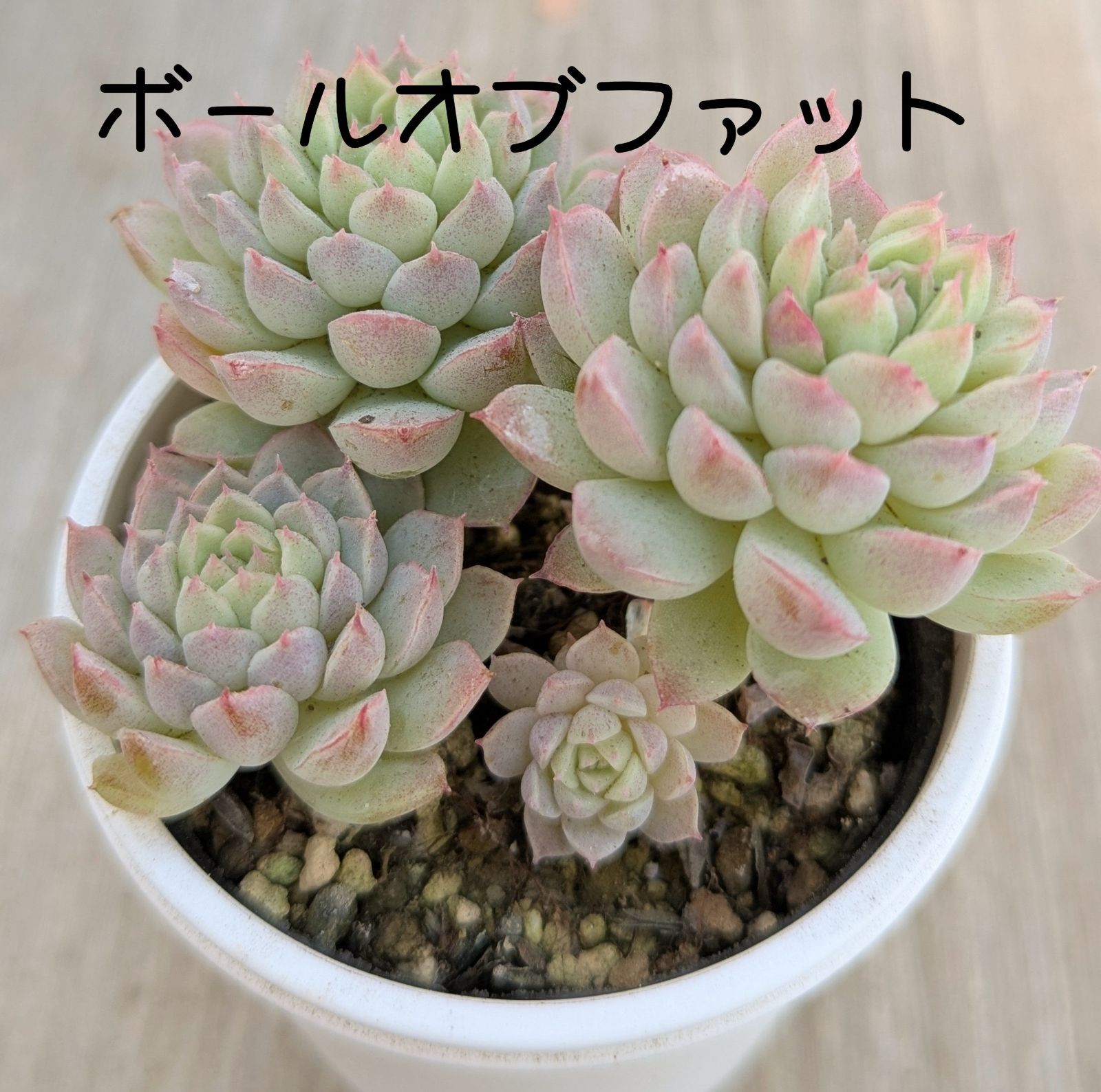 ボールオブファット 多肉植物 抜き苗 B144 - メルカリ