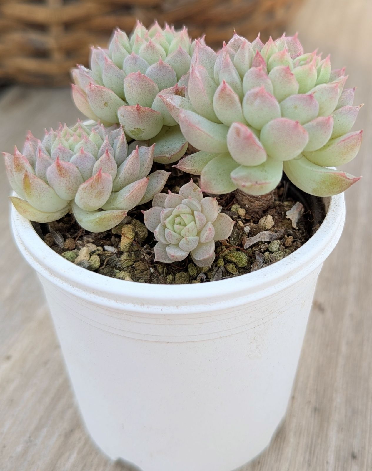 ボールオブファット 多肉植物 抜き苗 B144 - メルカリ